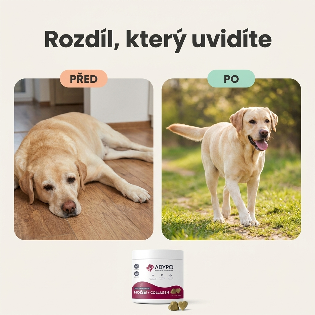 Před a po – pes s kloubní výživou MoVit má více pohybu a energie